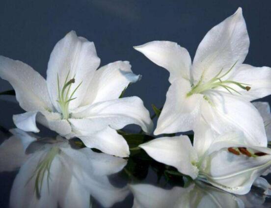 香水百合怎么養(yǎng)，光照充足、溫度合理(土培與水培)