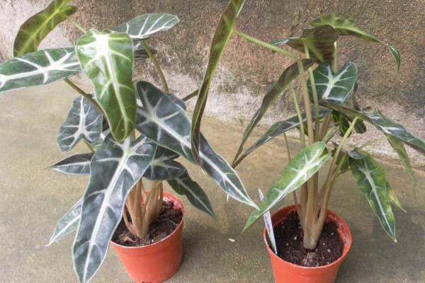 黑葉觀音蓮的養(yǎng)殖方法注意事項，控制好環(huán)境溫度以及光照