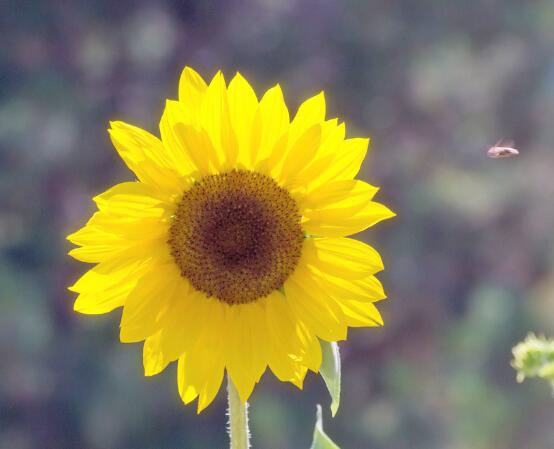 向日葵的寓意和象征，積極向上、朝氣蓬勃、繁榮昌盛