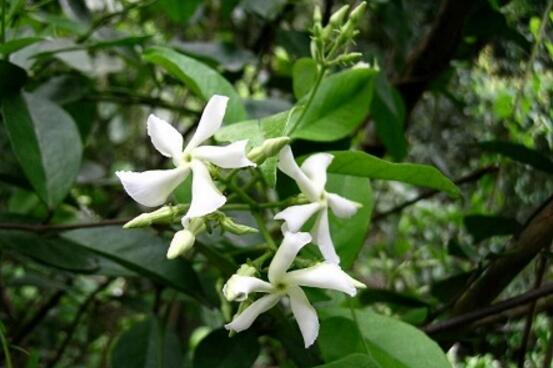 風(fēng)車茉莉怎么養(yǎng)，教你八個(gè)方法養(yǎng)的郁郁蔥蔥