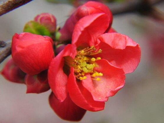 海棠花怎么澆水，海棠花澆水方法