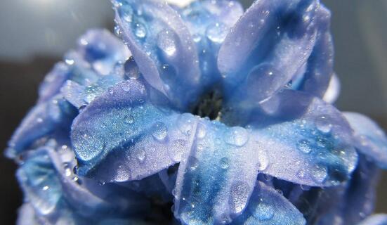 風(fēng)信子花語是什么，代表著只要點燃生命之火，便可同享豐盛人生