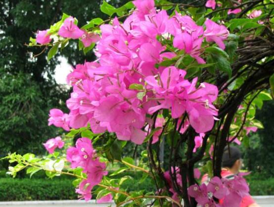 三角梅的養(yǎng)護(hù)，教你兩種簡(jiǎn)單養(yǎng)護(hù)方法(花期前和花期后)