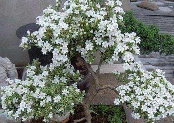 六月雪盆栽的寓意，寓意著守望愛情、不可缺的配角