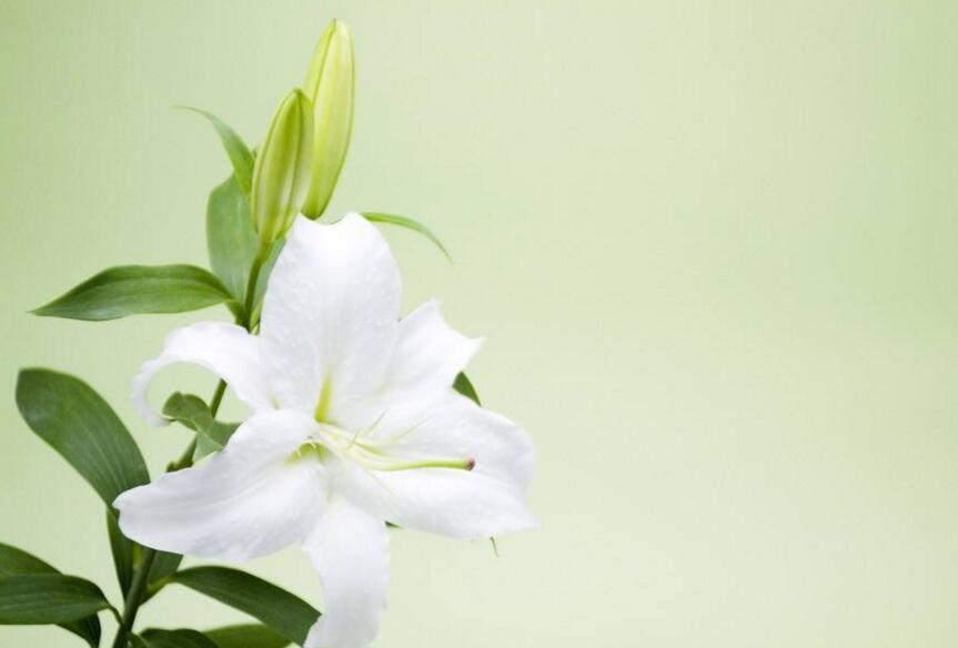 買來(lái)的百合花怎么養(yǎng)，需要適合的土壤和澆水