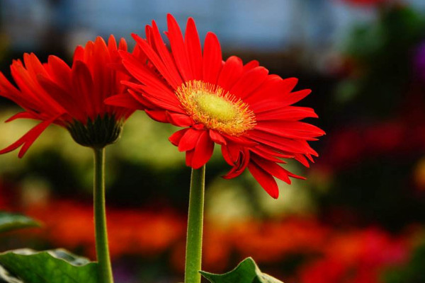 扶郎花花語是什么，快樂/活力/父愛偉大等等