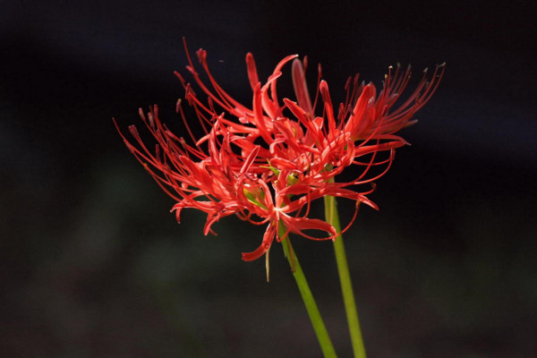 彼岸花花語(yǔ)