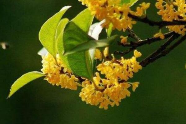 四季桂花的養(yǎng)殖方法，讓植株開花不斷的要點