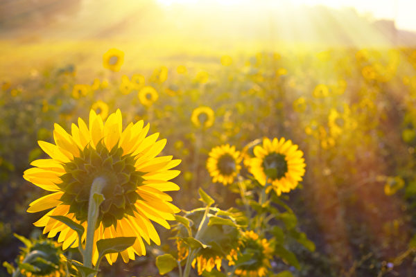 向日葵一般送什么人，送給最親近的人（長(zhǎng)輩、領(lǐng)導(dǎo)、朋友）