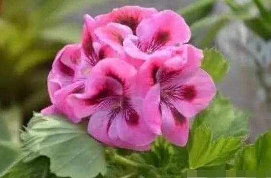 天竺葵的水扦插方法，做好四個(gè)簡(jiǎn)單步驟扦插爆盆