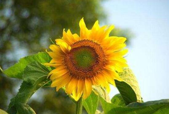 向日葵什么時候播種，向日葵繁殖方法