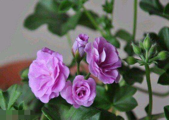 天竺葵水插幾天生根，最快可一個星期生長出根系來