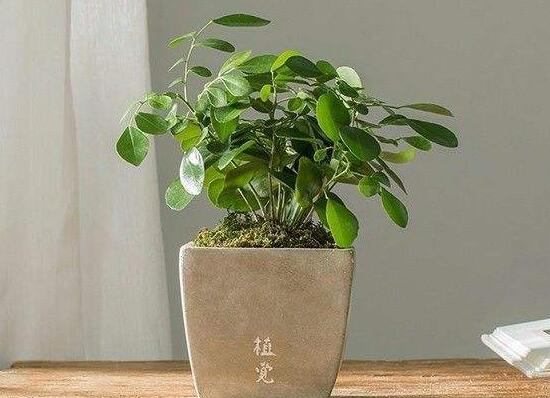 九里香怎么澆水，九里香多久澆一次水