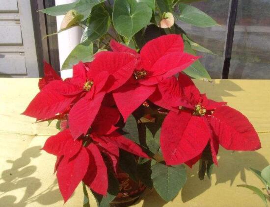 一品紅葉子不紅怎么辦，最直觀有效的三種解決方法