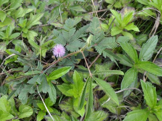 含羞草可以水培嗎，含羞草水培方法