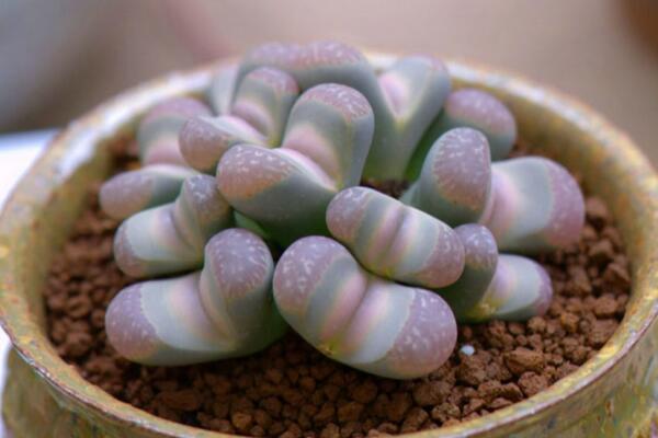 生石花長得很慢，及時補充養(yǎng)分并加強光照