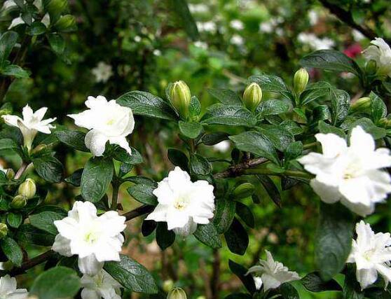 六月雪葉子發(fā)黃怎么辦，六月雪葉子發(fā)黃解決辦法