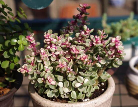 雅樂之舞如何變粉，五個小妙招教你變得粉紅