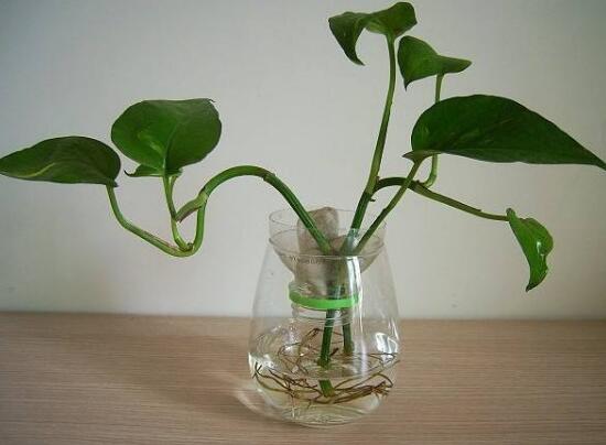 水培綠蘿可以養(yǎng)魚嗎，綠蘿怎么水培方法圖解