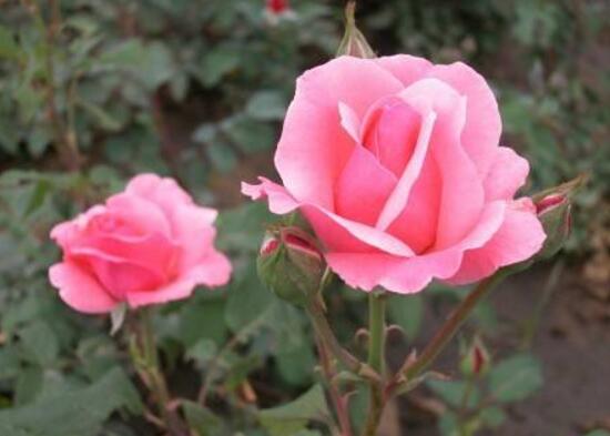 月季花怎么澆水，月季花的澆水方法