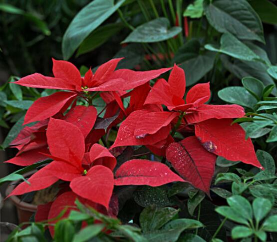 一品紅發(fā)黃掉葉子，盤點最常見的三種原因以及解決方法