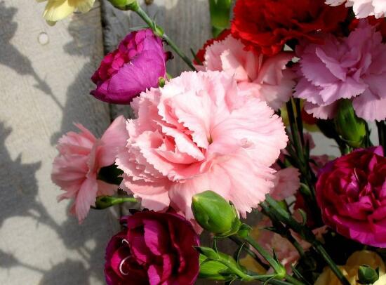 康乃馨如何種植，做好七大方法可鮮艷美麗