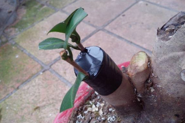 樹(shù)接枝方法