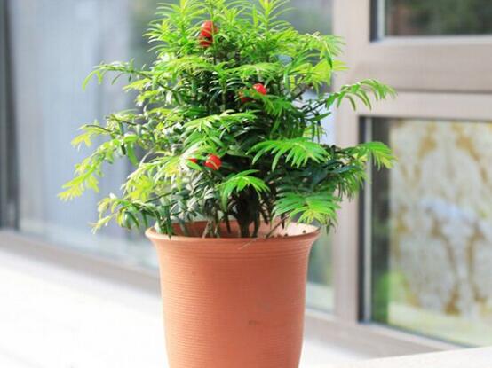 紅豆杉盆景冬天怎么養(yǎng)，教你五個好方法安然過冬