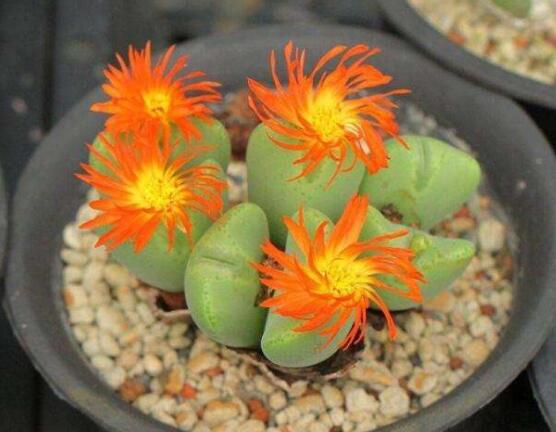 夏天生石花怎么養(yǎng)，做好五個要點可安然度夏