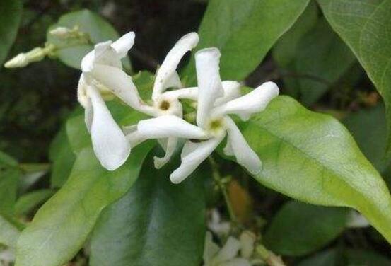 風(fēng)車茉莉怎么養(yǎng)，教你八個(gè)方法養(yǎng)的郁郁蔥蔥