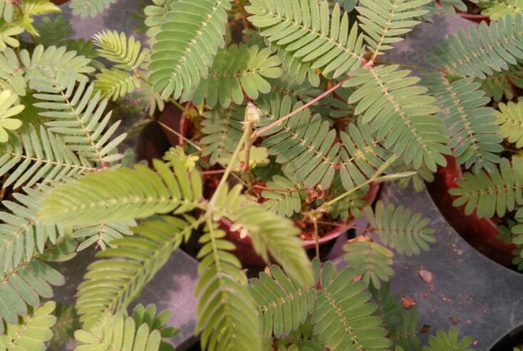 含羞草怎么養(yǎng)才活的久，要對(duì)它進(jìn)行人工繁殖才行