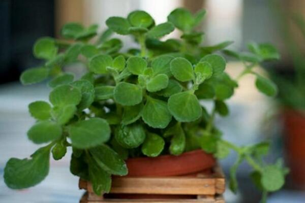 碰碰香葉子發(fā)黃怎么辦，找出問題的原因并及時處理