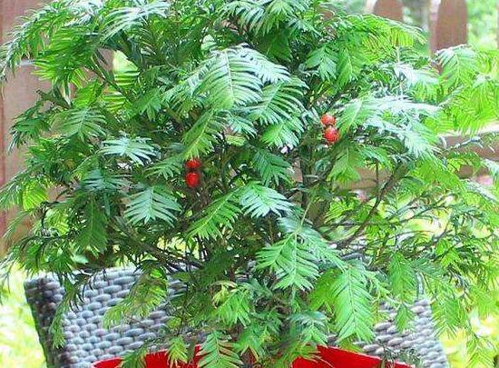 紅豆杉施什么肥好，紅豆杉施氮、磷、鉀肥最好