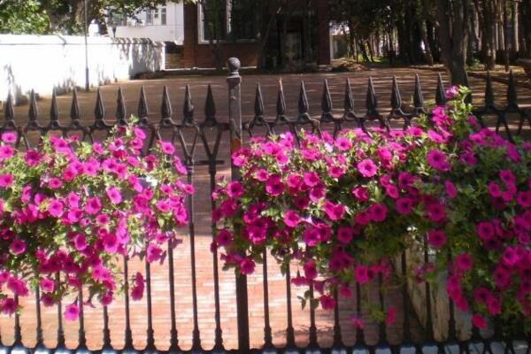 垂吊天竺葵養(yǎng)殖方法，讓植株迅速爆盆的5大技巧