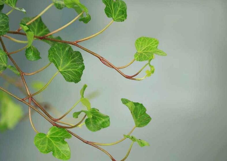 常春藤葉子發(fā)蔫咋補救，適合的光照和溫度很重要