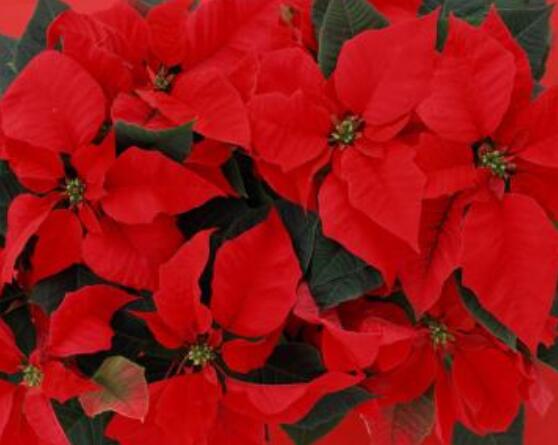 一品紅花語寓意是什么，代表著為你一路降妖除魔