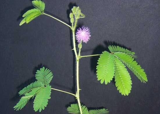 含羞草怎么繁殖，含羞草的繁殖方法