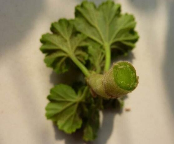 天竺葵扦插，天竺葵扦插方法