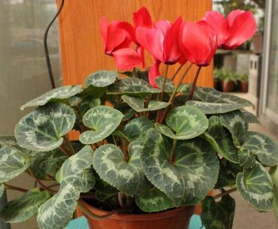 仙客來為什么不開花，仙客來不開花怎么辦