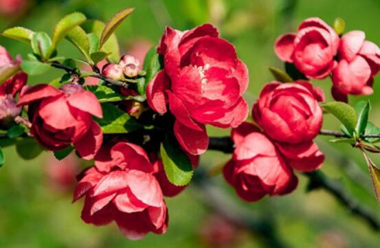 海棠花風(fēng)水寓意，金玉滿堂、富貴迎春