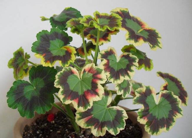 天竺葵扦插方法與時間，可以在春秋季節(jié)進行杵插