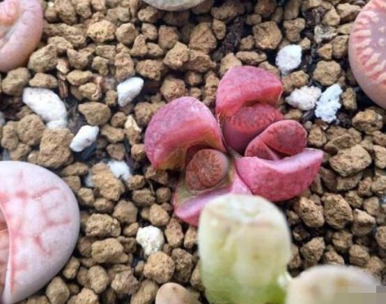 生石花家庭養(yǎng)護(hù)，老農(nóng)總結(jié)最實(shí)用五大要點(diǎn)