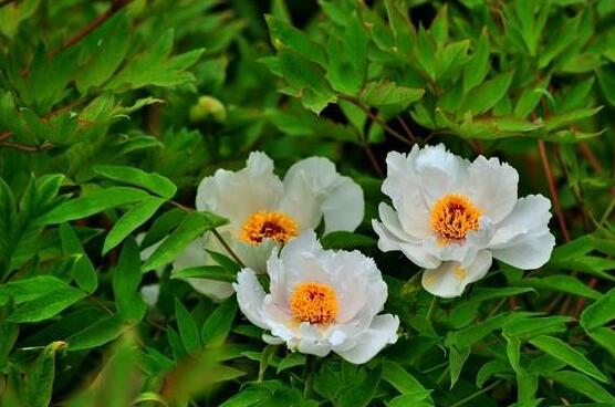 家庭盆栽牡丹花怎么養(yǎng)護，老農總結六個要點促進花大色艷