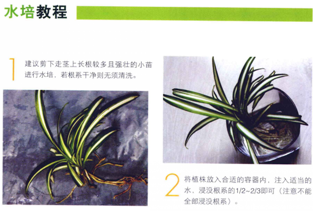 水培吊蘭怎么養(yǎng)才能長得好，這里有方法步驟還有圖解方法