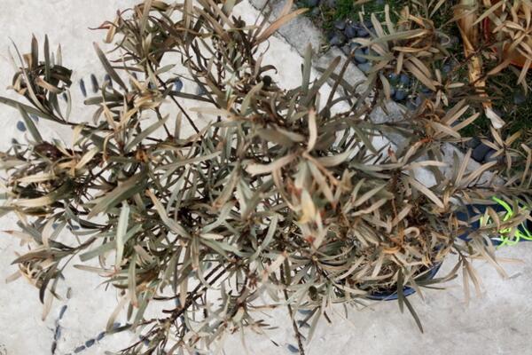 怎樣搶救干枯的羅漢松，分析問題的原因并及時(shí)補(bǔ)救