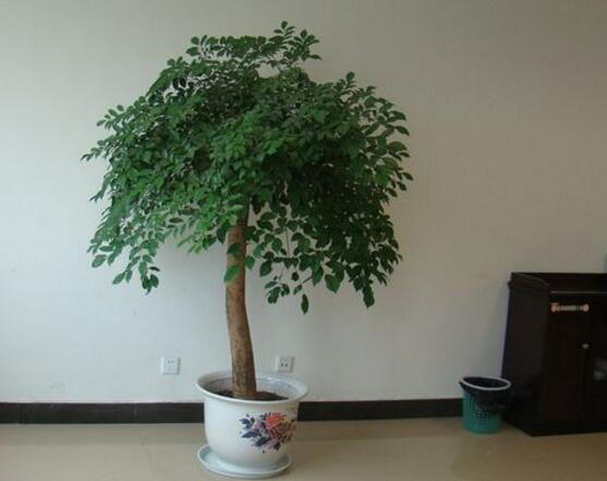 幸福樹怎么澆水，不干不澆、澆則必透的原則