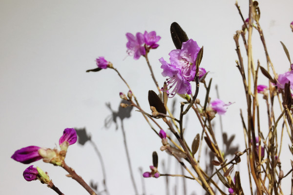 如何自制干花，書壓法/微波干燥法/風干法等