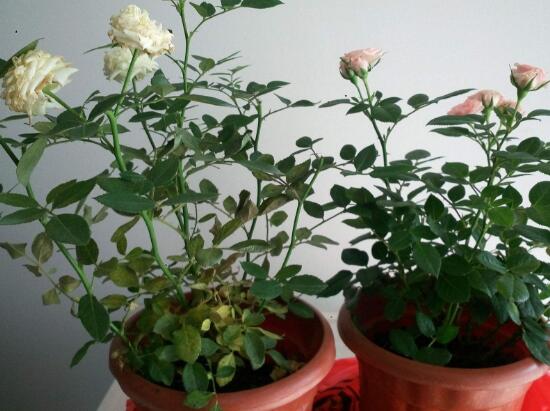 月季花葉子枯萎原因，月季花葉子枯萎了怎么辦