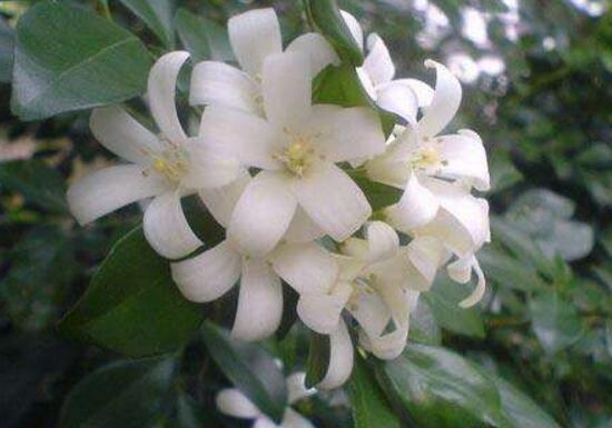 九里香花期多長時間，九里香不開花的原因