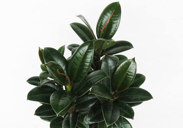橡皮樹適合在室內(nèi)養(yǎng)嗎，適合/天然的綠色吸塵器